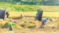 Suasana Panen padi di sawah warga