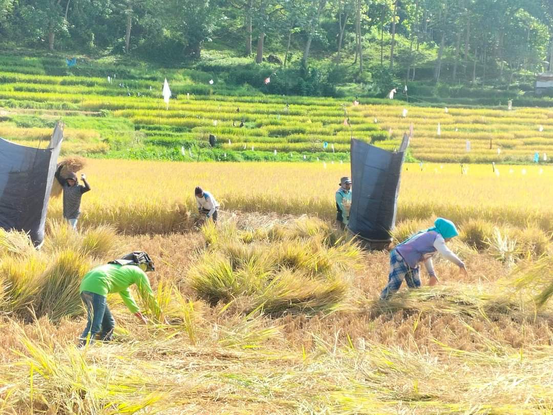 Suasana Panen padi di sawah warga