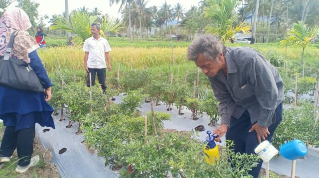 Salah seorang petani di Nagari Paninggahan, Kabupaten Solok sedang mempelajari budidaya cabai organik