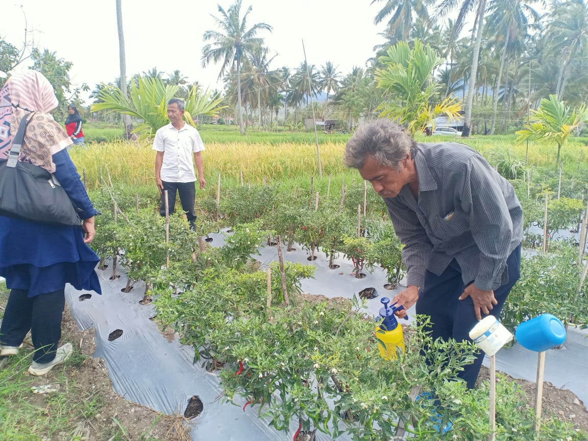 Salah seorang petani di Nagari Paninggahan, Kabupaten Solok sedang mempelajari budidaya cabai organik