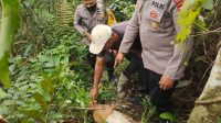 Pemilik Ternak, Roi menunjukkan kondisi Kambing yang diduga diserang Harimau