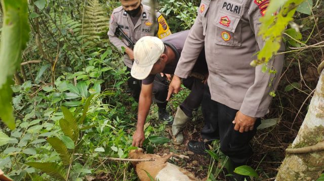 Pemilik Ternak, Roi menunjukkan kondisi Kambing yang diduga diserang Harimau