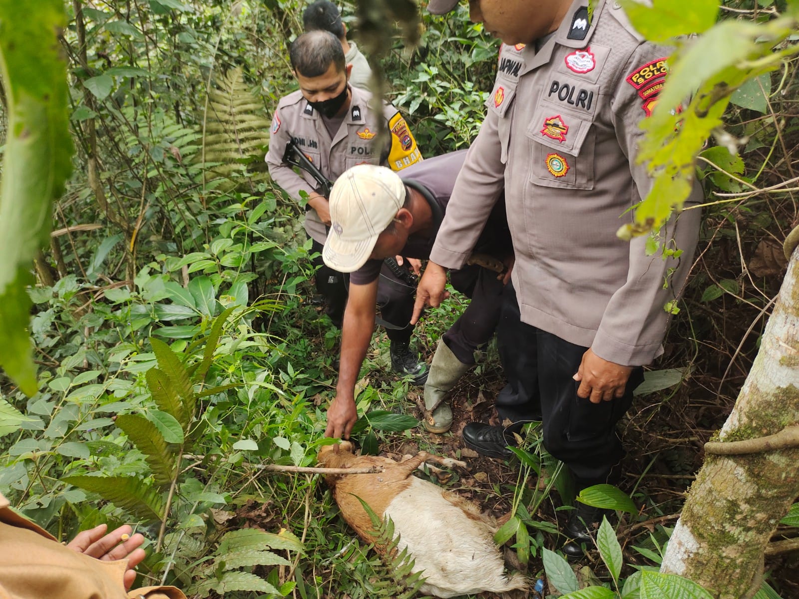 Pemilik Ternak, Roi menunjukkan kondisi Kambing yang diduga diserang Harimau