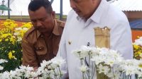 Walikota Solok Zul Elfian Umar bersama Kepala Dinas Pertanian Saat melihat bunga krisan.