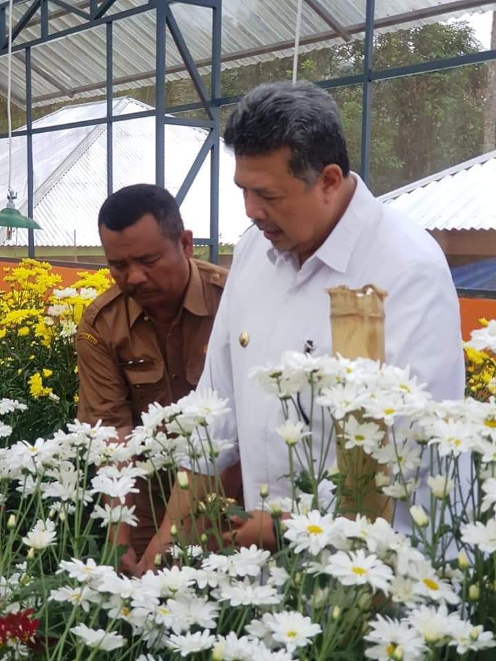 Walikota Solok Zul Elfian Umar bersama Kepala Dinas Pertanian Saat melihat bunga krisan.