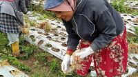 Masyarakat petani bawang saat melakukan panen.