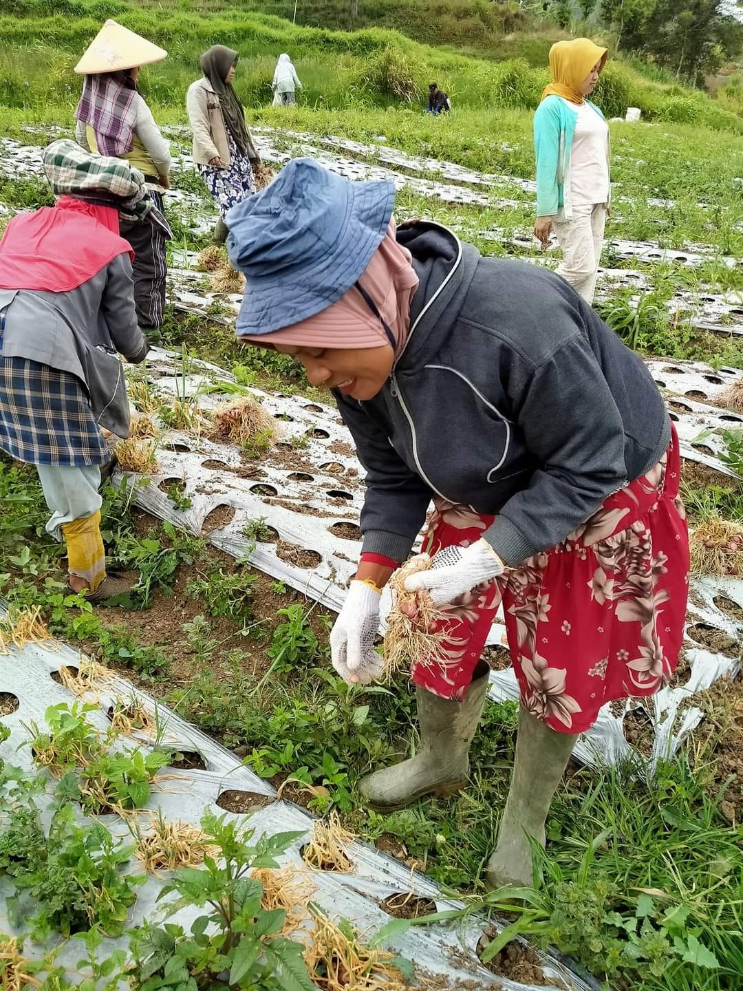 Masyarakat petani bawang saat melakukan panen.