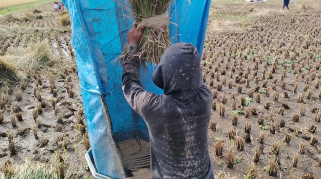 Petani saat panen raya di Sawah Solok.