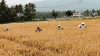 Petani Kota Solok saat membersihkan sawah dari hama wereng.