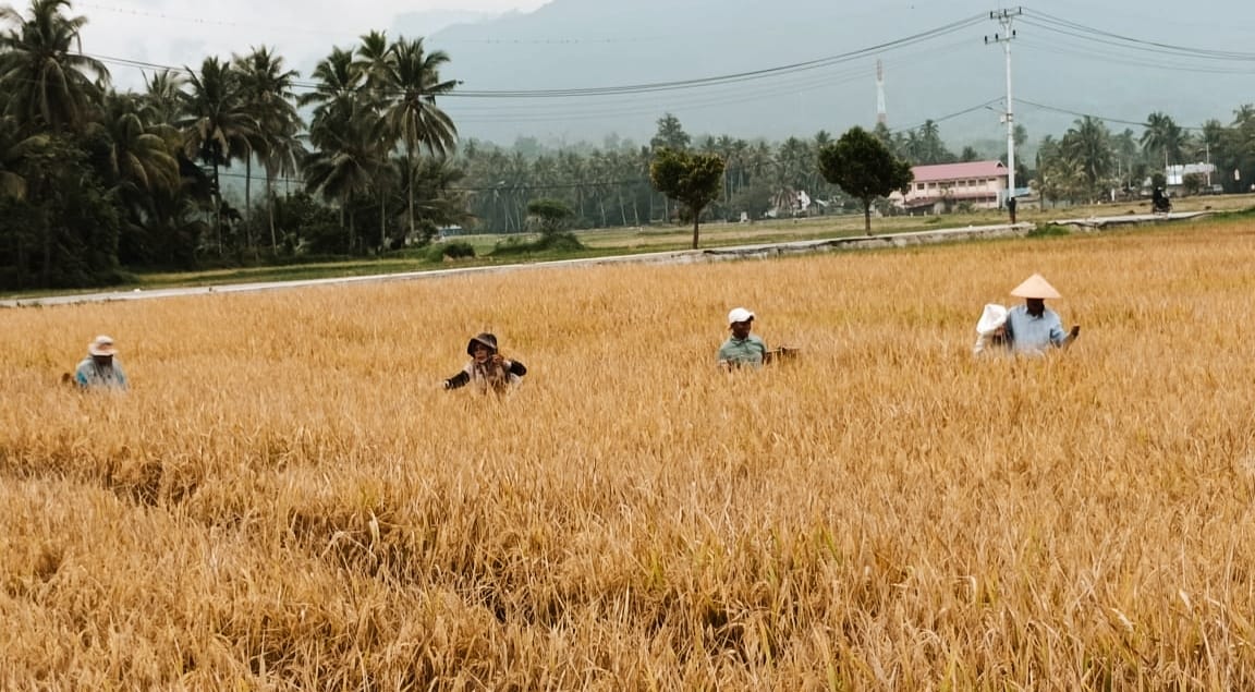 Petani Kota Solok saat membersihkan sawah dari hama wereng.